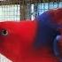 Most Beautiful Creature Eclectus Parrot Breeding Birds Care And Feeding Proper Guide