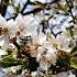 Flowering Cherry Blühende Kirsche Цветущая вишня Kvetoucí Třešeň Flowering Trees