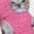 кот танцует ЛЮТЫЙ мем мем