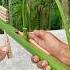 Bamboo Creations With New Slingshots Bamboo Diy Toy