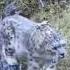 Meet The Big Cat A Snow Leopard Was Spotted In The Geyen Mountain Scenic Area