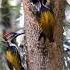 Birds In Our Backyard Alan Larsen Strive Birds Wildlife Documentary Nikon