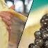 How Russian Sturgeon Caviar Is Farmed And Processed How To Make It