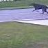 German Shepherd Saves Six Year Old From Being Attacked By Another Dog