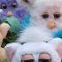 Furby Island Satisfaction Music Furby Emoto Tronic And Furby Connect Dancing And Singing