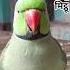Parrot Talking Mummy Say Mithu Mithu Shorts Mummy Mitthu Parrot Parrotsound Talkingparrot