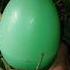 Finding Strange Eggs Eggs
