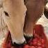 Aha Tamatar Bade Mazedaar Trending Shorts Viralvideo Animals 02065
