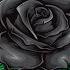 Black Rose 90 S Old School Boom Bap Beat Sad Piano Underground Hip Hop Instrumental Nxnja