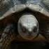 The Rabbit And The Turtle Moral Story For Kids Slow And Steady Wins The Race