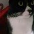 Rap Rapper Music Beats Funny Humour Ias котик котята кошки