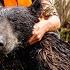 Hunt Eat Delicious WILD CANADIAN BLACK BEARS Emotional PRIMITIVE CAVEMAN STONE COOKING