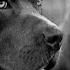 2Pac Ft Tech N9ne Freddie Gibbs Young Buck Remix Slayers Remix 2018 Lyrics