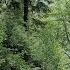Звуки природы Шум леса дождь пение птиц для сна медитации и снятия стресса Relax 6 часов