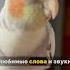 Говорящий попугай Корелла Попугай поёт песни корелла попугай Cockatiel птицы свист Birds