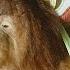 Animalia S Orangutan Rambo Crunches Corn Flakes Amongst Other Things ASMR