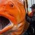 World S Biggest Fish Caught On Camera You Won T Believe Its Size