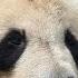 Panda Paradox The Short Lifespan Mystery