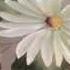 One Stroke How To Paint A Daisy