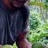 Sweet Sour Chinara Fruit From Garo Hills Meghalaya Sourfruits Garohills Chinara Hilllemon