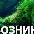 ЧЕТВЁРТОЕ СОСТОЯНИЕ СОЗНАНИЯ Роберт Адамс озв Никошо