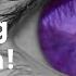 Unveiling The Truth Do Purple Eyes Really Exist Or Is It Just A Myth