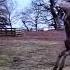 Deer Play