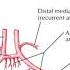 Анатомия с АВ Внутренняя сонная A Carotis Interna и позвоночная артерии A Vertebralis