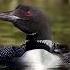 Гагары удивительные птицы Почему Читай в комментариях птицы Birds природа животные орнитология