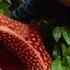 BIGGEST Flower In The World Rafflesia Arnoldii