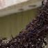 Army Ants Build Bridge To Invade Wasp Nest ViralHog