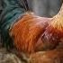 ROOSTER CROWING Rooster Crowing Sounds Rooster Sound