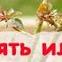 Как посадить РОЗУ чтобы она не превратилась в шиповник Очень простой способ