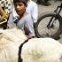 Khurbani Ke Bade Sing Wale Bakre Available In Edibazar Big Horn Sheep S In Santosh Nagar Hyderabad