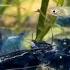 Blue Dream Neocaridina Shrimp Endler Aquarium