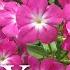 Phlox Flower Plant How To Grow Phlox Flowers Phlox Care