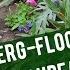 Berg Flockenblume Centaurea Montana Steckbrief Pflege