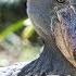 Shoebill Best Documentry In The World The Animal Adventure