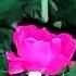 Love Pink Rose Flower In Night