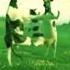 Cow Dance Cowdance
