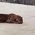 Leopard Captured In Doda First Catch In District This Year Exclusive Shot