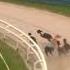 Greyhound Chases Rabbit Off Track Then Dives Into The Pond At Gold Cup Henlow April 2018