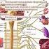 Lumbar Sympathetic Block