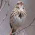 Song Sparrow Call And Answer Wildlife Birds Cattv
