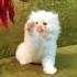 Show Quality White Female Persian Kitten Available Persian Cats Of Persian Paradise Cattery