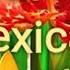 Dollar Tree Mexican Tigridia