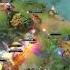 Collapse Is Just Too Good Dota2 Dota2clips Dota2shorts Axe