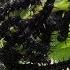 Ужасные гусеницы пожирают крапиву Caterpillars Devour Nettles
