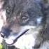 Dog Собака по кличке Бульдог Правда милый
