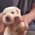 Cute Puppy Dance On Baby Doll Song Dog Dancing On Baby Doll Me Sone Di Song Dog Dance Viral Video